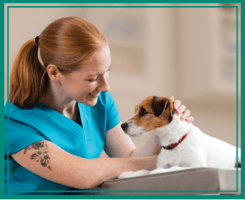 ZENALPHA – Novinka pro rychlé, klidné a bezpečné ošetření psího pacienta