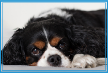 Kongestívne srdcové zlyhávanie u psov a možnosti liečby
